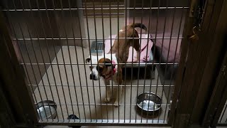 Colorado bill would ban pet stores from selling dogs and cats statewide