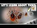 8 Things You Never Knew About Ticks (and why you can't ignore them)
