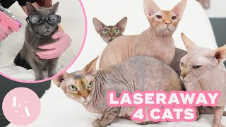 Introducing LaserAway 4 Cats!