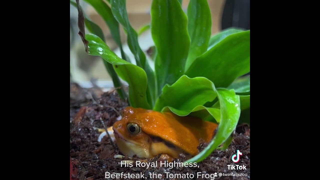 King Beefsteak the Tomato Frog