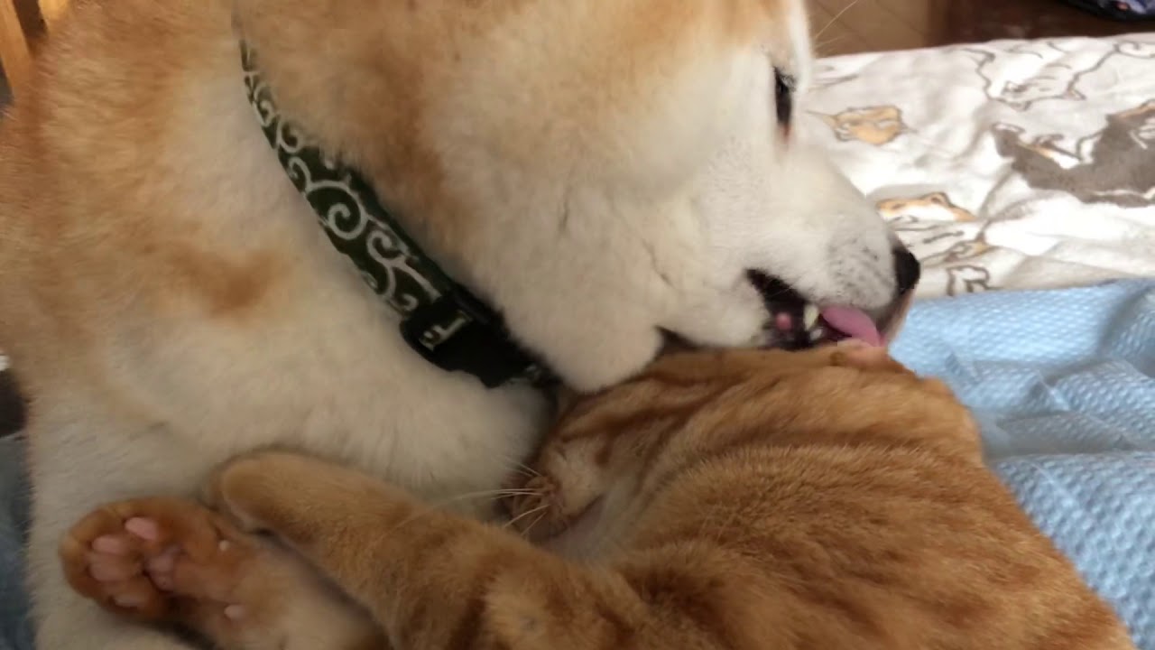 今朝もペロペロやってま〜す(˘⌣˘)ε˘`)＜柴犬と茶トラの兄弟＞【岳パラダイス】