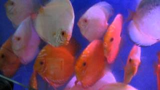 MVI_1466[1].AVI