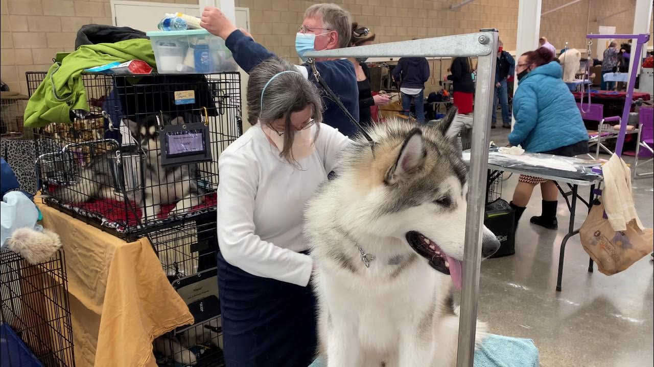 2021 Des Moines Dog Show YouTube