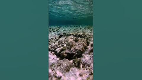 Snorkeling in Turks & Caicos 🤿