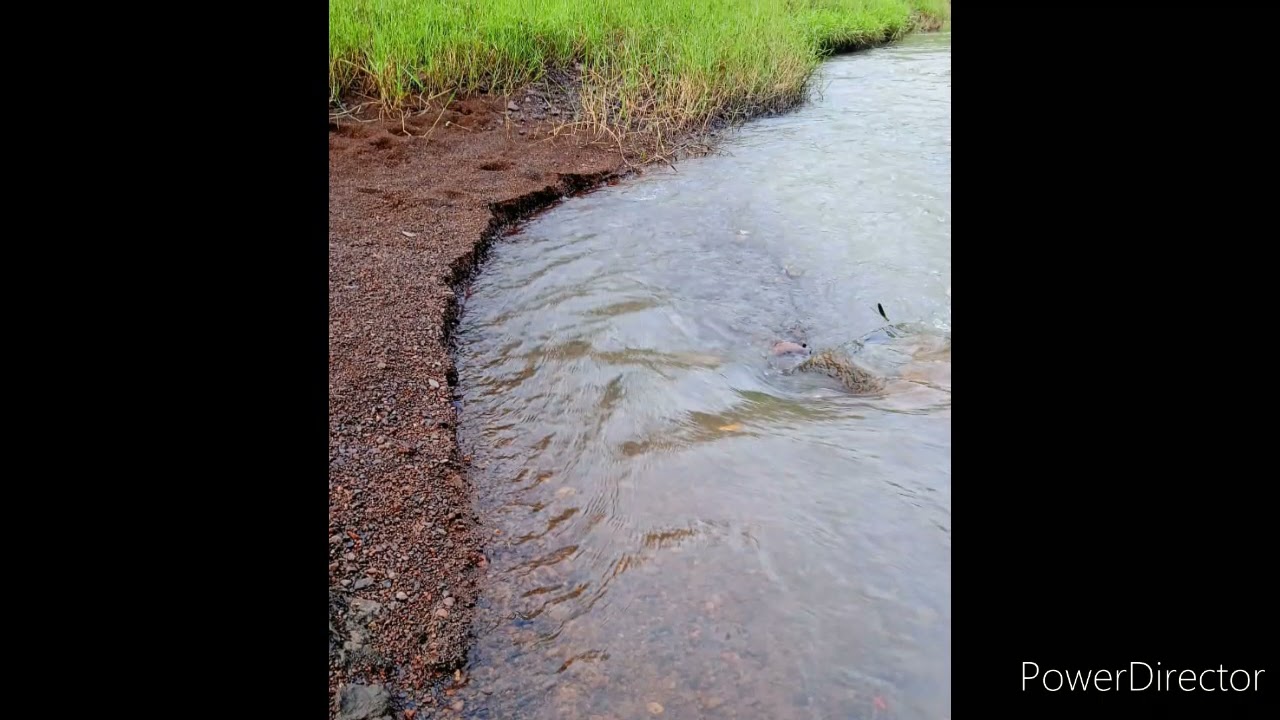 Frog Sound in River and rice field.