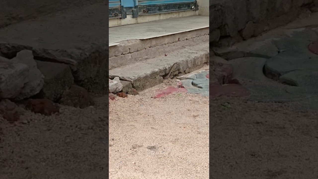 is barish ka pehla snake dikha.. 