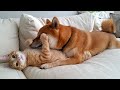 Смешные животные | Восхитительные коты и собаки 2023 #108