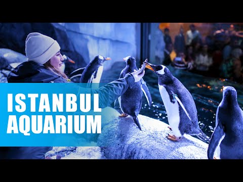 Watch the penguins swim in joy in Istanbul Aquarium | full tour