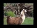  funny animals   funny animal attacks 2013   youtube   360p