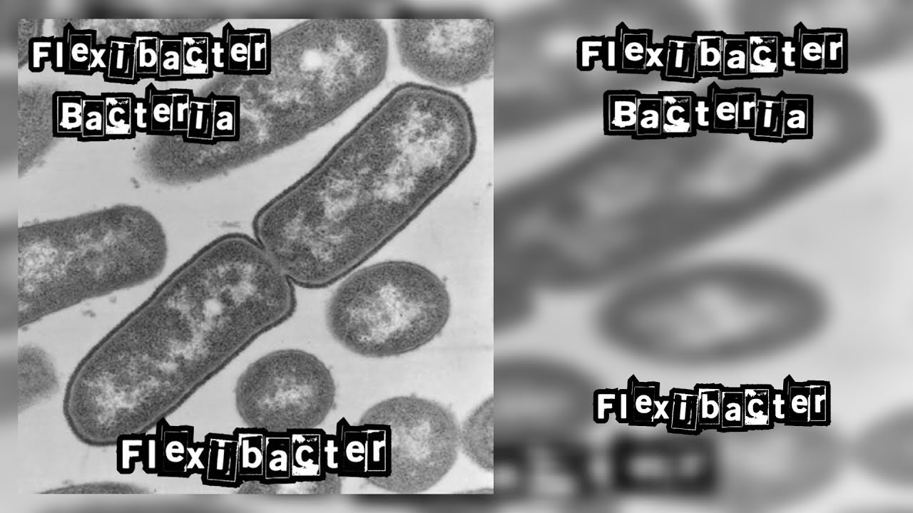 Flexibacter Bacteria - Flexibacter (Full) [FULL ALBUM 2025] (Gorenoise ...