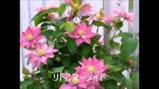 母の日フラワーギフト　クレマチス鉢植え　静岡マスダグリーン