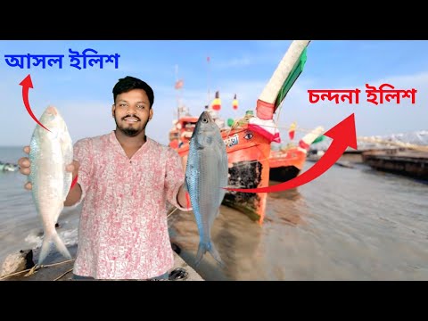 ইলিশের নামে চন্দনা ইলিশ খাচ্ছেন না তো 😱😱 || আসল ইলিশ ও চন্দনা ইলিশের 5টি পার্থক্য । 