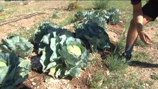 Come Out to the Farm: Salad