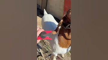 Beginner’s guide to ear tags #livestock #goat #sheep #scrapies #eid #kuip #allflex #mini #premeir1