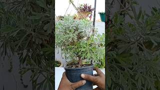Lavender Plant  Must Needed Plant At Home Garden