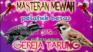 MASTERAN GEREJA TARUNG VS PELATUK BERAS||MASTERAN WAJIB DAN MEWAH UNTUK BURUNG JUARA