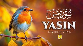 Surah Yaseen (Yasin) سورة يس | Soft Voice | Beautiful Recitation For Sleep |  Zikrullah Reciters screenshot 2