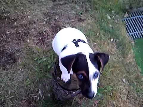 sweet or ugly jack russell puppy ?! (10 weeks old)