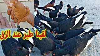 لقينا طير فنر اصفر عند الزق وانس طلع المصري الأصفر الجديد وكرش الفراخ