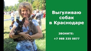Выгул собак в Краснодаре Выгул собак в Краснодаре