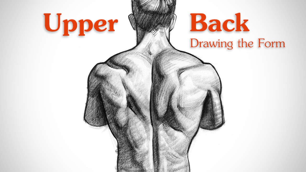 Male Anatomy Drawing Model  Back by Gourmandhast on DeviantArt