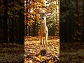 Deer hops over leaves, gets stuck in a leaf burr