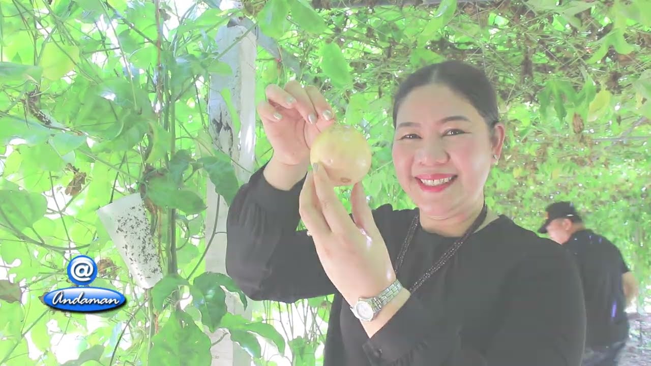 @Andaman : โอ้โห!! สุดยอด สวนเสาวรสขนาดใหญ่ในภูเก็ต #phuket #ภูเก็ต #สวนเสาวรส