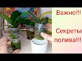 КАК часто  поливать орхидеи во мхе? Когда, почему? Особенности полива.19 мая 2020 г.