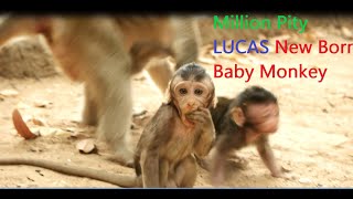 Break Heart! Why Tara Fight Terrified To New Baby Monkey Lucas, Million Pity To Lucas New Born baby