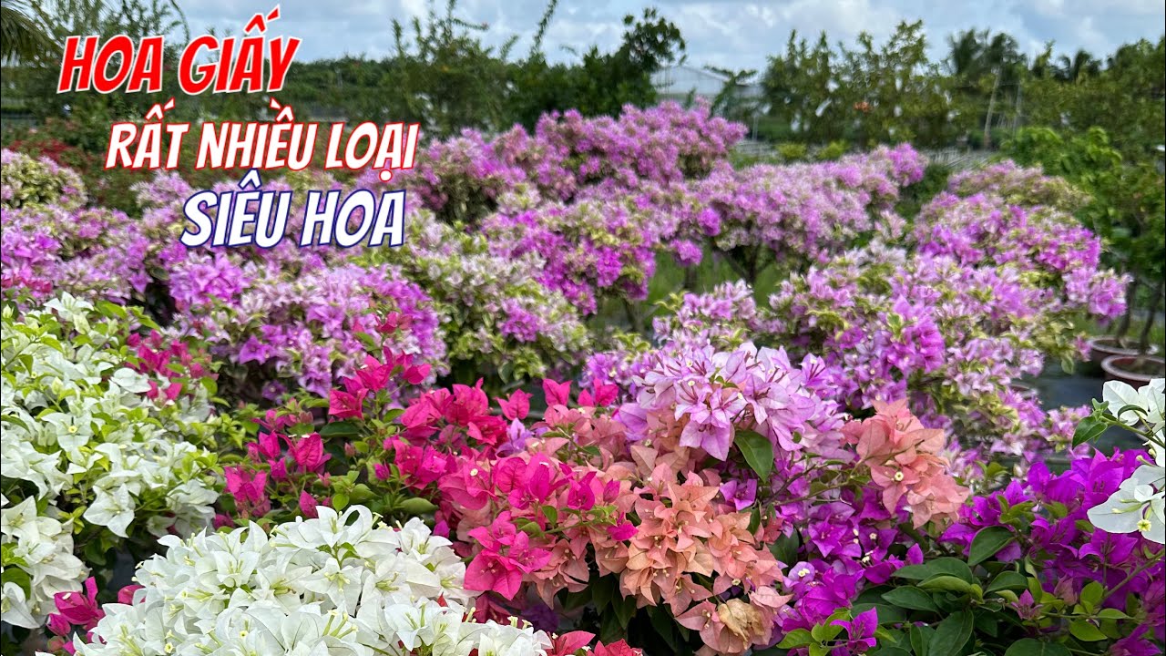 Hoa giấy sưu tầm chọn những dòng nào ?..siêng hoa😘//hoa kiểng.