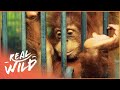 Saving Endangered Orangutans In The Heart Of The Rainforest | 1000 Days For The Planet | Real Wild