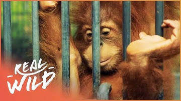 Saving Endangered Orangutans In The Heart Of The Rainforest | 1000 Days For The Planet