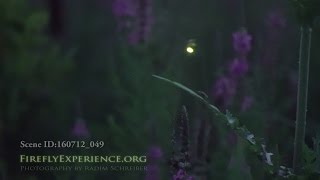 Firefly Predator screenshot 5