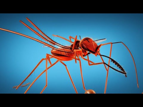 Chasse Moustique Citro Bug par Héloise Laboratoire