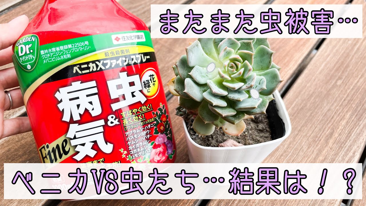 多肉植物 今度はこの虫 必殺ベニカ大先生で虫退治 効果は Youtube 多肉植物 今度はこの虫 必殺ベニカ大先生で虫退治 効果は Youtube