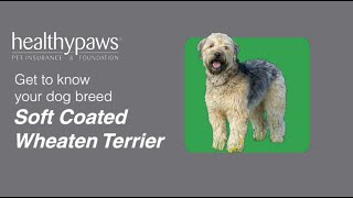 Know Your Dog Breed: Soft Coated Wheaten Terrier