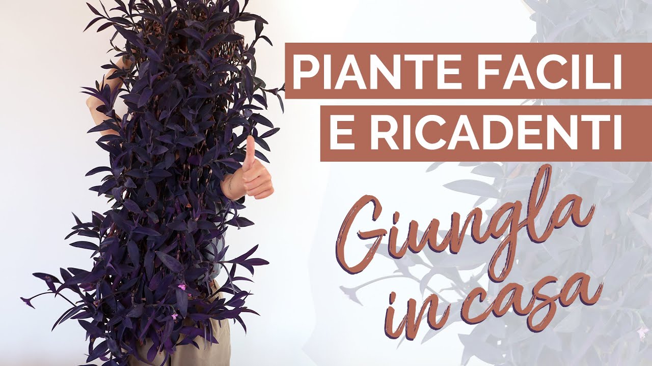 5+1 PIANTE FACILI E RICADENTI per la tua Giungla in casa