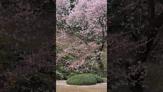 Sakura Blooming in Kawagoe Japan on April 1 2024 #sakura2024