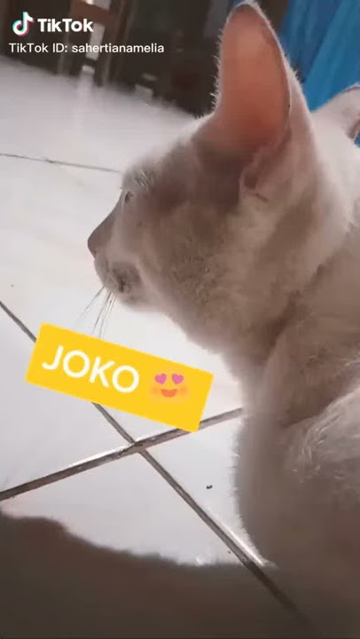 Kucing berkata joko