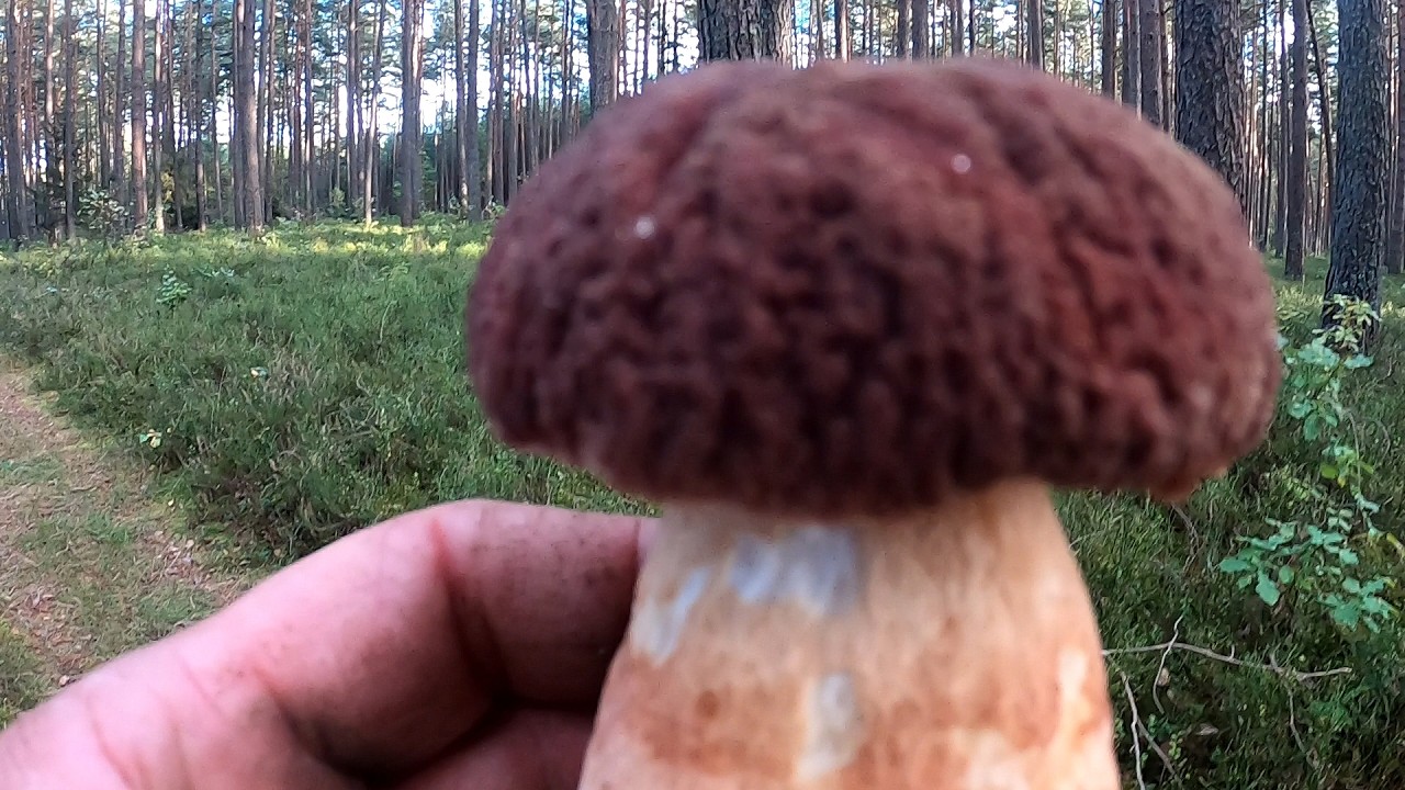 Puszcza Słupska Najlepszy las na Borowiki w Polsce ...