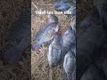 Hasil tester spot ikan nila lokasi talaka pangkep #vlog #shorts #ikannila #tester