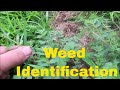 Weed Identification in Summer - Identify Crabgrass, Dallisgrass, Nutsedge, Spurge and More