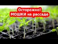 Мошки в земле рассады. Почвенные мушки в грунте