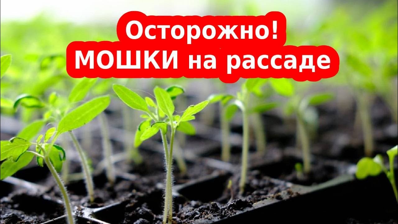 Мошки в рассаде помидор. Для рассады от мошки. Мошки на рассаде. Мошка в земле рассады. Комарик на рассаде.