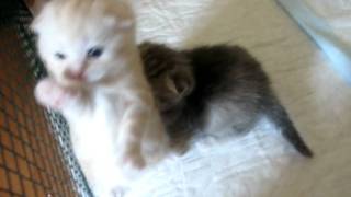Вислоухие котята www.primcats.ru - открыта запись Вислоухие котята www.primcats.ru - открыта запись