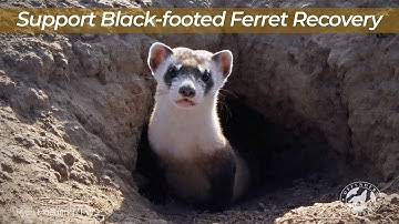 Support Black-footed Ferret Recovery