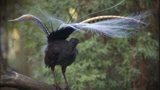 Amazing! Bird sounds from the liar bird - David Sproutenborough - SBS wildlife