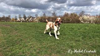 Oren the happy Bracco Italiano. by Oren Calabrône Aladoro & Shlomo Vito di Ala D’Oro 1,592 views 3 years ago 46 seconds