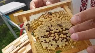 видео: Работаем на пасеке 15.05.2018 картинка: Работаем на пасеке 15.05.2018