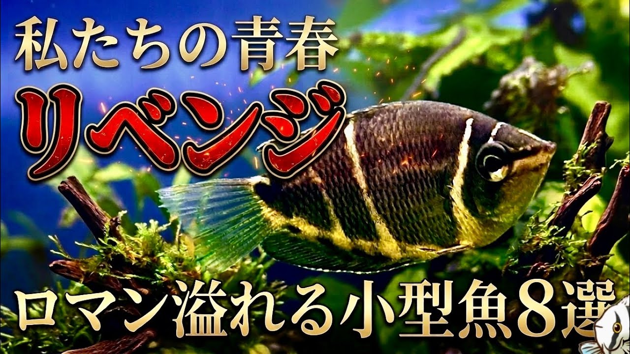 90s] The Forgotten Gems: 8 Small Tropical Fish We Obsessed Over